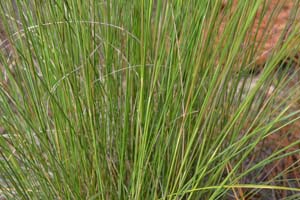 Purple Muhly Grass, Sweetgrass, Dune Hairgrass, Basket Grass /
Muhlenbergia sericea (Syn. Muhlenbergia filipes)